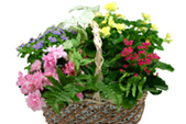 Plants Portfolio - Full Service Florist