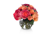 Roses Portfolio - Full Service Florist